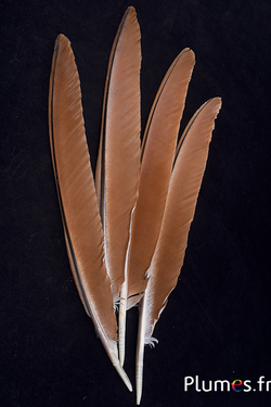 Paon bleu - 33-37 cm - brun naturel